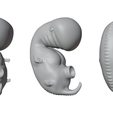 4_Weeks_Matcap_02.png 3D file 4 Weeks Human embryonic (baby stages)・3D printing design to download