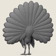 Peacock-Bird-06.jpg Птица павлин