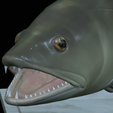 zander-statue-4-mouth-open-27.png fish zander / pikeperch / Sander lucioperca open mouth statue detailed texture for 3d printing