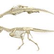 Carno-Skeleton1.jpg Carnotaurus Skeleton 1:12 scale