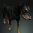 003.jpg DOG DOG DOWNLOAD Dóberman 3d model Animated for Blender - fbx - unity - maya - unreal - c4d - 3ds max - 3D printing DOBERMAN DOG DOG PET CANINE POLICE WOLF DOG
