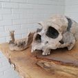 IMG_20210713_131103.jpg Homo heidelbergensis Skull
