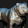 13.jpg Bulldog model 3D print model