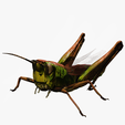 portadaaaayy.png DOWNLOAD Grasshopper 3D MODEL - ANIMATED - INSECT Raptor Linheraptor MICRO BEE FLYING - POKÉMON - DRAGON - Grasshopper - OBJ - FBX - 3D PRINTING - 3D PROJECT - GAME READY-3DSMAX-C4D-MAYA-BLENDER-UNITY-UNREAL - DINOSAUR -