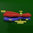 si0020-2.jpg Chromosome homologous centromere kinetochore blender 3d model
