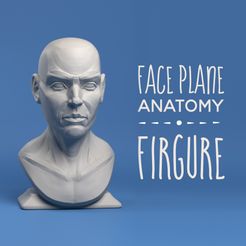 Cover_square.jpg Fichier 3D Firture de l'anatomie du plan de la face・Objet pour impression 3D à télécharger