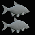 Bream-fish-31.png fish Common bream / Abramis brama solo model detailed texture for 3d printing