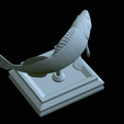 zander-open-mouth-tocenej-43.png fish zander / pikeperch / Sander lucioperca trophy statue detailed texture for 3d printing