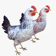 portada-yu.png CHICKEN CHICKEN - DOWNLOAD CHICKEN 3d Model - animated for Blender-Fbx-Unity-Maya-Unreal-C4d-3ds Max - 3D Printing HEN hen, chicken, fowl, coward, sissy, funk- BIRD - POKÉMON - GARDEN
