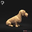 Dachshund-Wire-Haired-Pose-06-Dog-3D-Print-3s.jpeg Teckel à poil dur Pose 06