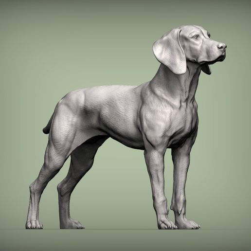 Hungarian-vizsla1.jpg Vizsla hongrois Chien d'arrêt hongrois Modèle imprimé en 3D