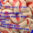 centralnervoussystemcortexlimbicbasalgangliastemcerebel3dmodelblend19.jpg Central nervous system cortex limbic basal ganglia stem cerebel 3D model