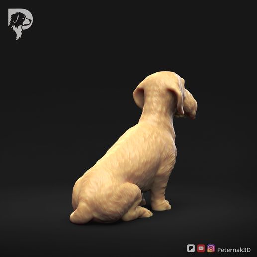 Dachshund-Wire-Haired-Pose-04-Dog-3D-Print-4s.jpeg Teckel à poil dur Pose 04