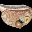 ms512CSGYs4HmUosc__58559.jpg 3D Relief Model of the Ovary