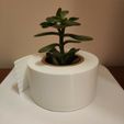 TPWhite.jpg Toilet Paper  Ikea Cactus Pot