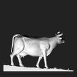 c1.jpg Cow scan - cow farm
