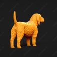 885-Basset_Fauve_de_Bretagne_Pose_03.jpg Basset Fauve de Bretagne Dog 3D Print Model Pose 03