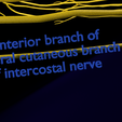 Image-2944.png Spinal cord symphathetic intercostal nerve
