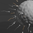 A4.png Human Fertilization: Sperm & Ovum 🧬 Dynamic 3D Model