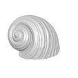 conchiglia.png Shell - seashell - conch - sea