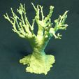 MINI-BONSAI-BUIS-02-1.jpg МИНИ БОНСАЙ САМШИТ 02