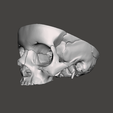 Captura-5.png Detailed Hollow Skull / Cráneo Hueco Detallado / Detailed Hollow Skull