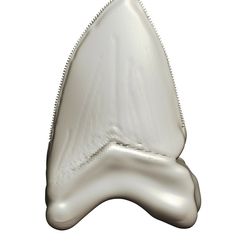 01.jpg Megalodon tooth