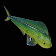 my_project-1-22.png mahi mahi / dorado / common dolphinfish underwater statue detailed texture for 3d printing