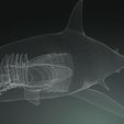 08.jpg SHARK, DOWNLOAD Shark 3D modeL - Animated for Blender-fbx-unity-maya-unreal-c4d-3ds max - 3D printing SHARK SHARK FISH - TERROR  - PREDATOR - PREY - POKÉMON - DINOSAUR - RAPTOR