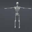 Skeleton-2.png Human Skeleton Structure ( Educational Prints )