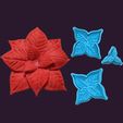 EstrellaFederal3P.jpg Christmas flower, Federal Star