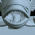 Dentex-mouth-statue-66.png fish Common dentex / dentex dentex open mouth statue detailed texture for 3d printing