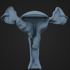 Female-Reproductive-Cancers_1.png STL file Common Female Specific Cancers・3D printer design to download