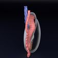 testis-anatomy-histology-3d-model-blend-68.jpg testis anatomy histology 3D model