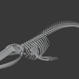 0010.png Fin Whale Skeleton – Realistic Marine Anatomy 3D Model