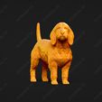 880-Basset_Fauve_de_Bretagne_Pose_03.jpg Basset Fauve de Bretagne Dog 3D Print Model Pose 03