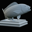 Dentex-trophy-44.png fish Common dentex / dentex dentex trophy statue detailed texture for 3d printing
