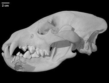 specimen-1.jpg Download free STL file Parahyaena brunnea, Brown Hyena skull • 3D printable template, MadScientist3D