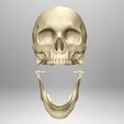 Skull-articulated8.jpg Skull articulated