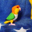 IMG_20240617_154813372.jpg Caique