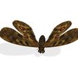 00.jpg DOWNLOAD BUTTERFLY  COLECTION 3D MODEL ANIMATED - MAYA - BLENDER 3 - 3DS MAX - UNITY - UNREAL - CINEMA 4D -  3D PRINTING - OBJ - FBX - 3D PROJECT CREATE AND GAME READY BUTTERFLY