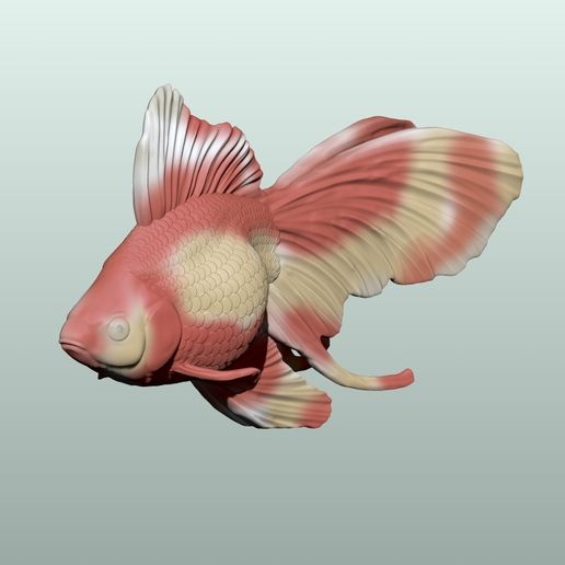 02-2.jpg Poisson rouge Pose 2