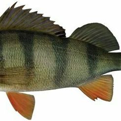 redfin-perch.jpg STL file fishing lure・3D print design to download