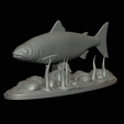 salmo-salar-1-20.png Atlantic salmon / salmo salar / losos obecný fish underwater statue detailed texture for 3d printing