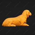925-Basset_Fauve_de_Bretagne_Pose_08.jpg Basset Fauve de Bretagne Dog 3D Print Model Pose 08