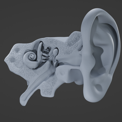 E1.png Ear cutaway