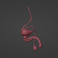 4.png 3D Model of Male Reproductive System