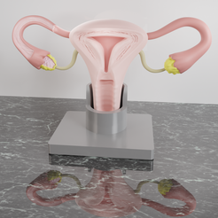 Utero-CULTS.png STL file UTERUS AND OVARY FOR HUMAN ANATOMY STUDY・3D printing design to download