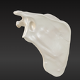 4.png 3D-Knochenmodell des Schulterblatts