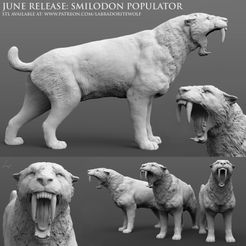 Smilodon-populator-roar-Patreon-Release.jpg STL file Smilodon populator, Saber-Toothed Tiger (roaring)・3D printable model to download, LabradoriteWolf